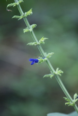 Salvia mexicana