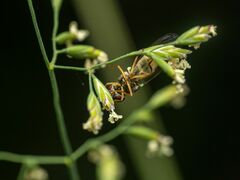 Melanostoma mellinum