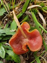 Hygrocybe miniata