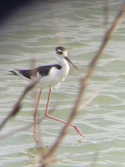 Himantopus mexicanus