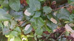 Cameraria gaultheriella