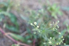 Spergula arvensis