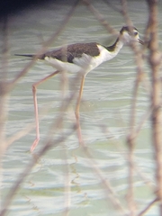 Himantopus mexicanus