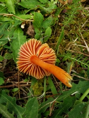 Hygrocybe miniata
