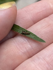 Coleomegilla maculata