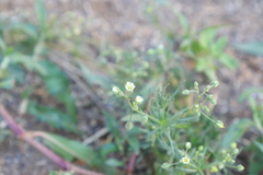 Spergula arvensis
