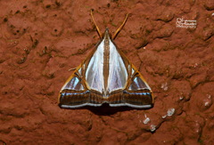 Agrioglypta eurytusalis