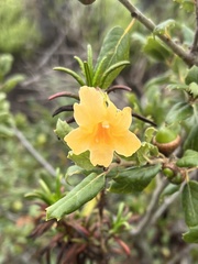 Diplacus aurantiacus