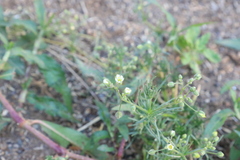 Spergula arvensis