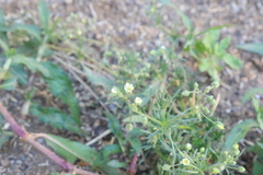 Spergula arvensis