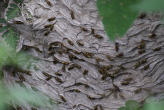 Vespula squamosa