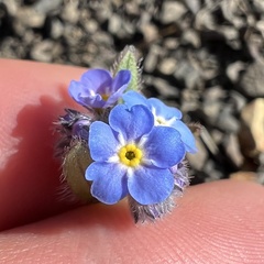 Myosotis asiatica