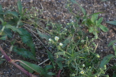 Spergula arvensis