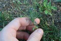Spergula arvensis