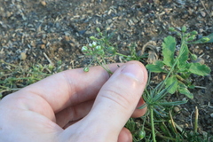 Spergula arvensis