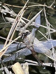 Pantala hymenaea