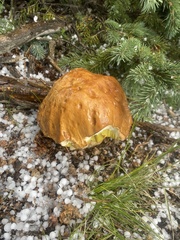 Boletus edulis