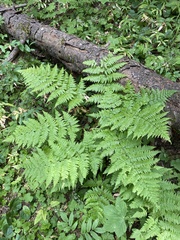 Dryopteris expansa