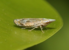 Scaphytopius