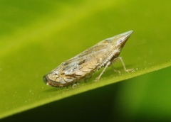 Scaphytopius