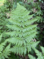 Dryopteris expansa