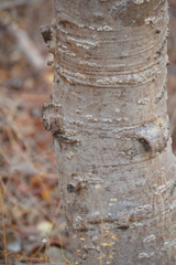 Amphipterygium adstringens