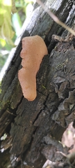 Peziza varia