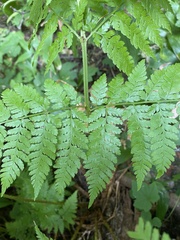 Dryopteris expansa