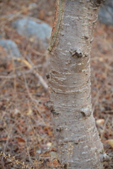 Amphipterygium adstringens