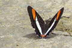 Adelpha