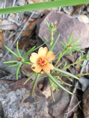 Portulaca suffrutescens