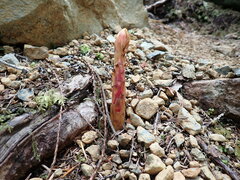 Pterospora andromedea