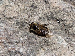 Copestylum marginatum