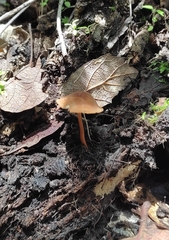 Pholiotina rugosa