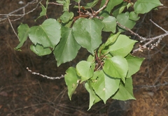 Prunus armeniaca