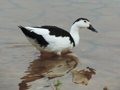Anas platyrhynchos × Cairina moschata