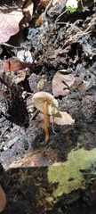 Pholiotina rugosa