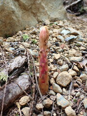 Pterospora andromedea