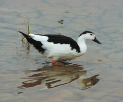 Anas platyrhynchos × Cairina moschata