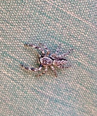 Platycryptus undatus