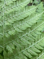 Dryopteris expansa