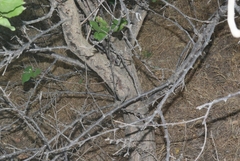 Prunus armeniaca