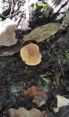 Pholiotina rugosa