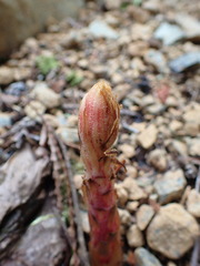 Pterospora andromedea