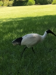 Threskiornis molucca