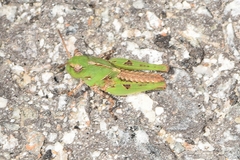 Oedaleus infernalis
