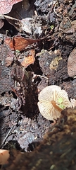 Pholiotina rugosa