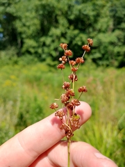 Juncus acuminatus