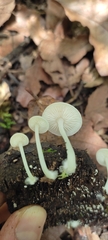 Lactocollybia