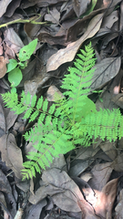 Jacaranda mimosifolia